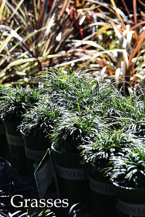 A group of potted plants with the words grasses.