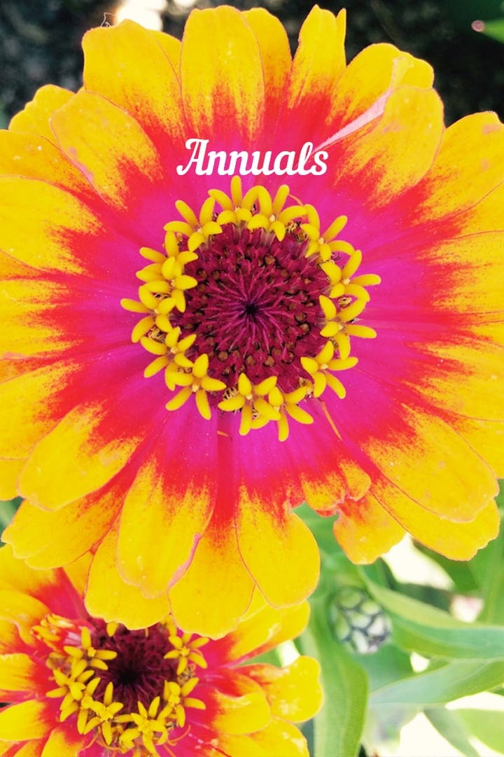 Annuals zinnias zinnias zinnias zinnias zinni.