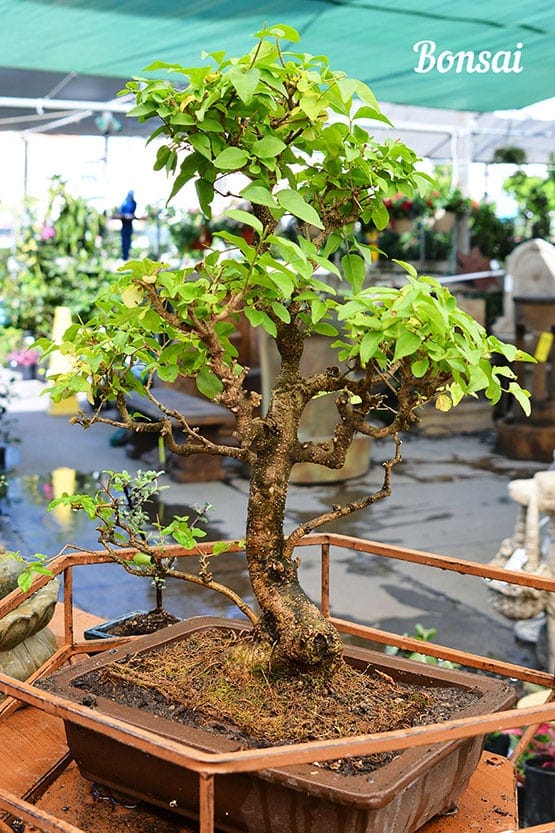 A small bonsai tree in a pot.