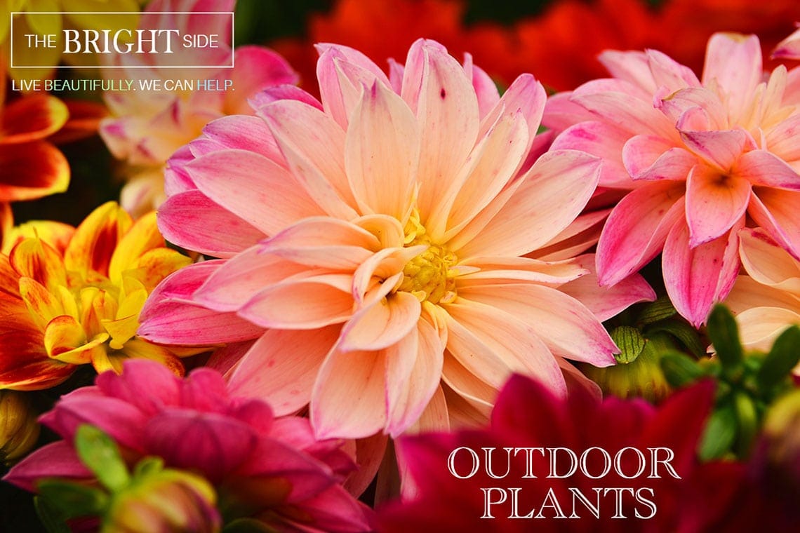 Dahlias with the words bright lights outdoor plants.