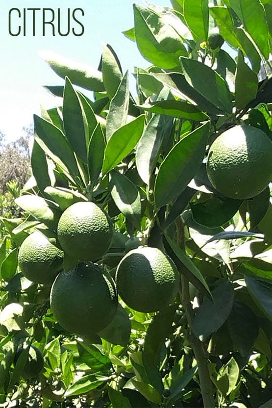 A tree with oranges growing in it.