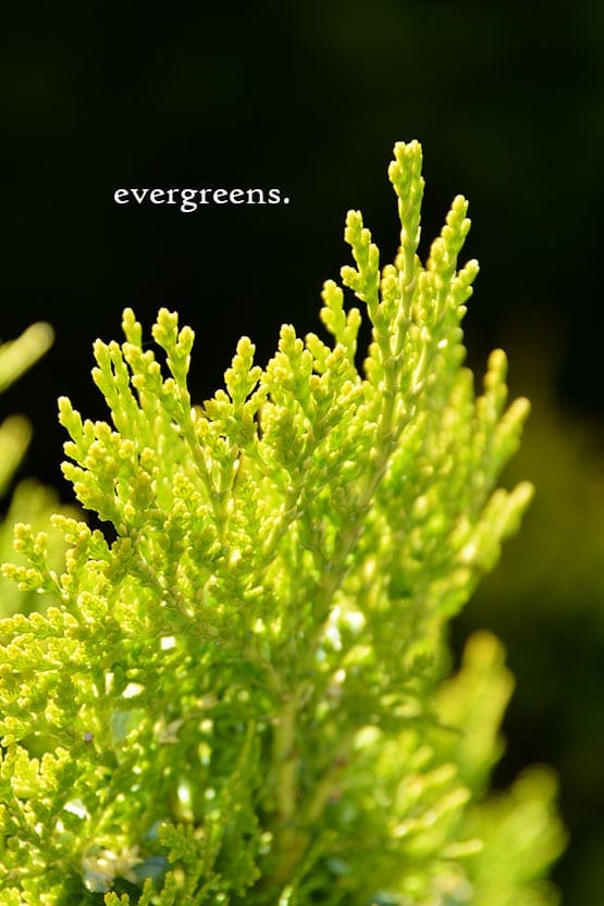 A close up of a green plant with the words evergreens.