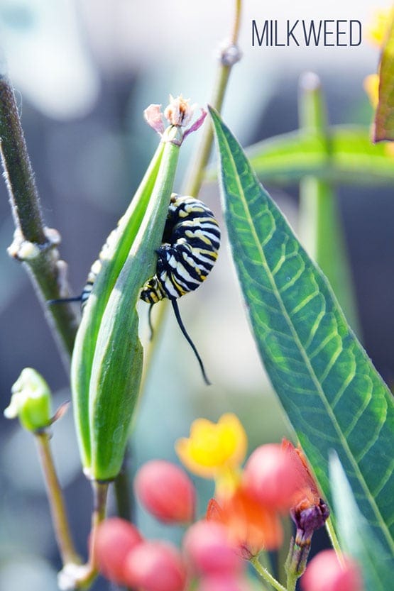 A monarch butterfly on a milkweed plant.