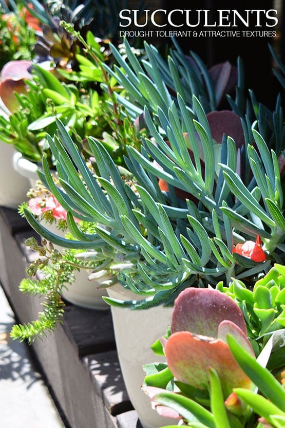 A row of potted succulents on a wooden bench.