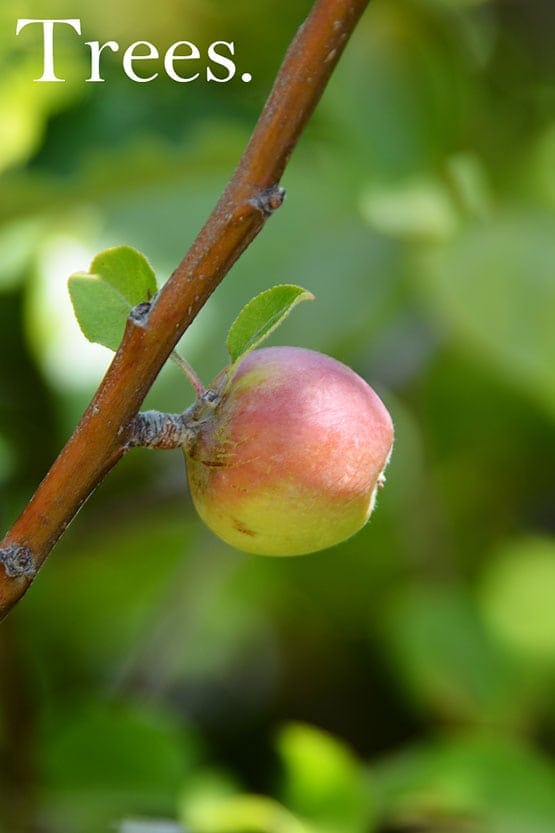 An apple on a branch with green leaves.