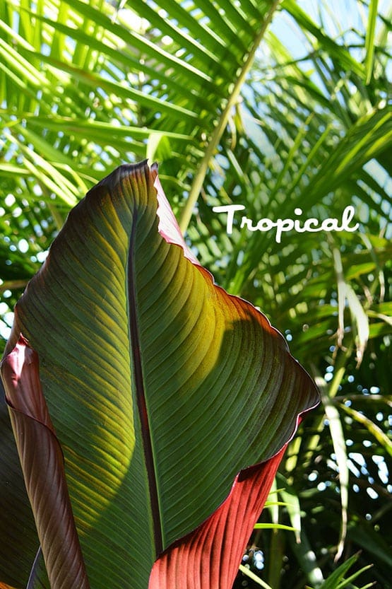 An image of a tropical leaf.