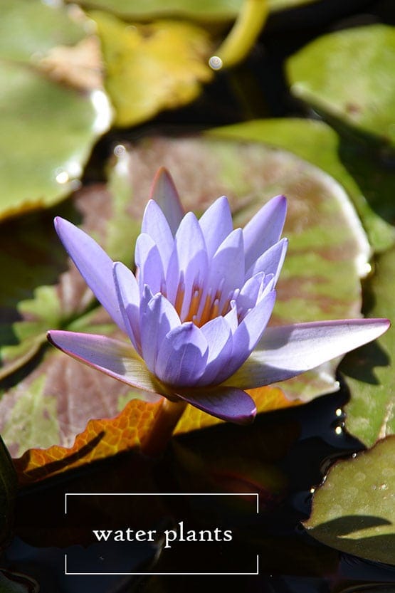 A blue water lily in a pond with green leaves.