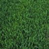 A close up of One Sq. Foot of Marathon™ I Sod available at a nearby garden center or nursery in Southern California.