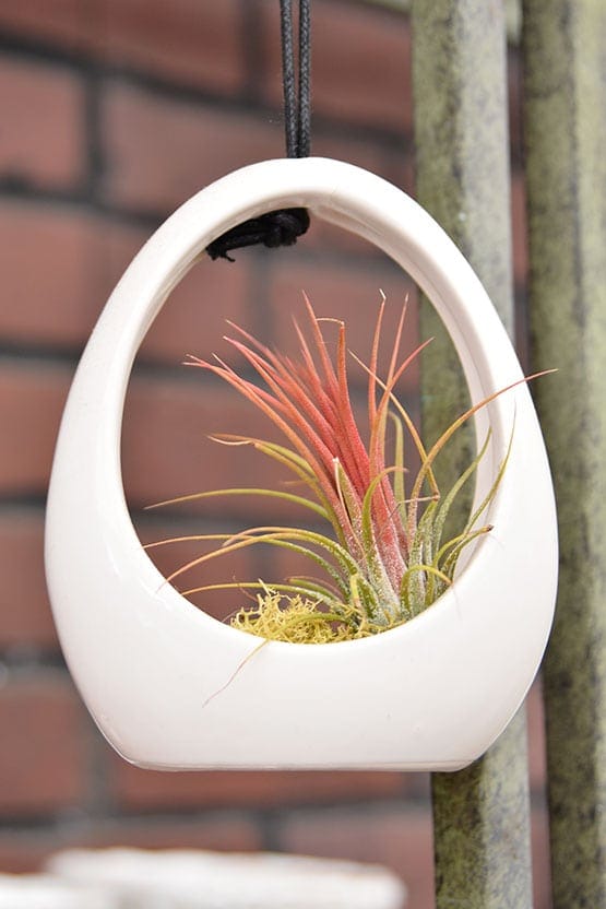 A white air plant holder hanging from a tree.