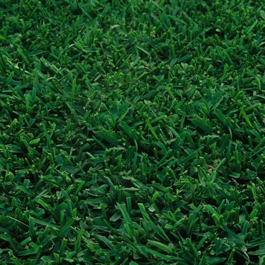 A close up of a lush green grass field in a nursery.