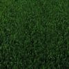 A close up of a green grass field at a socal garden center.