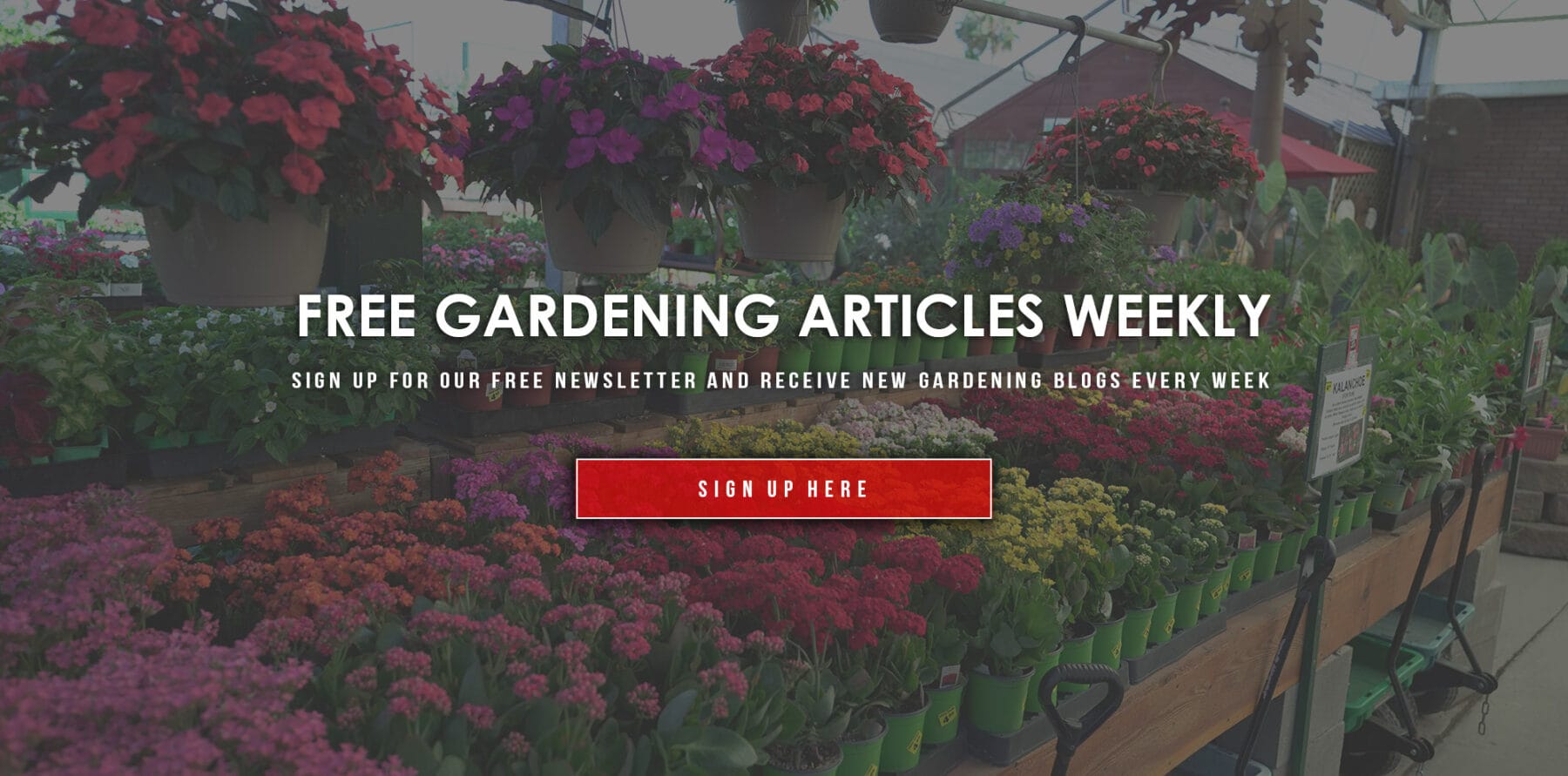 free-gardening-articles-banner-website Garden Blog