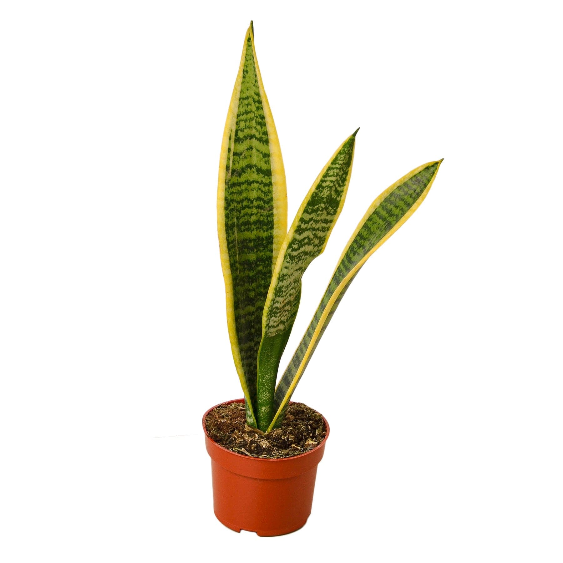 A snake plant in a pot at a garden center near me.