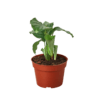 An exquisite plant in a pot on a black background.