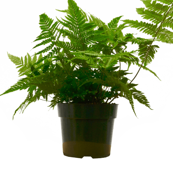 Fern plant in a black pot at a garden center near me.