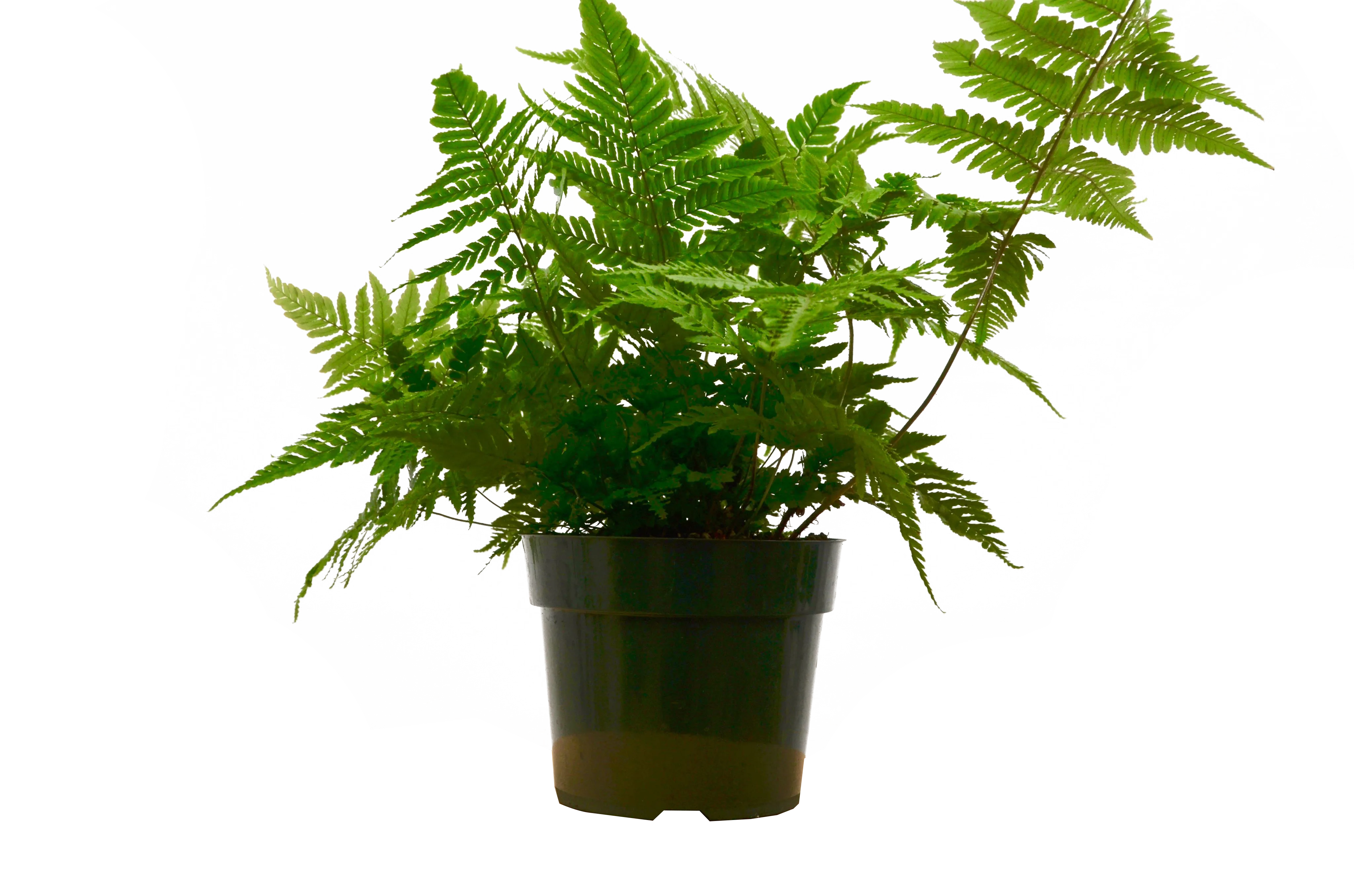 Fern plant in a black pot at a garden center near me.