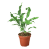 A plant in a pot at a nearby garden center.