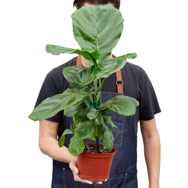 A man in an apron carefully tending to a potted plant at one of the top garden centers near me.