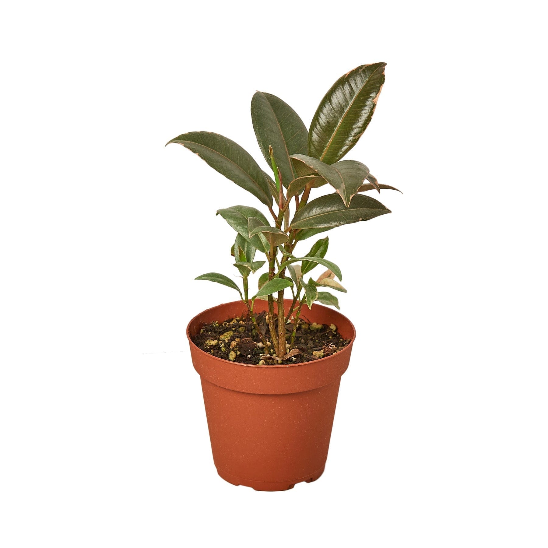 1-Ficus-Tineke-4MAIN_d9b5055c-fe28-4af6-9883-fc76c3d33f07.jpg A small plant in a pot on a white background, available at your nearest top garden center.