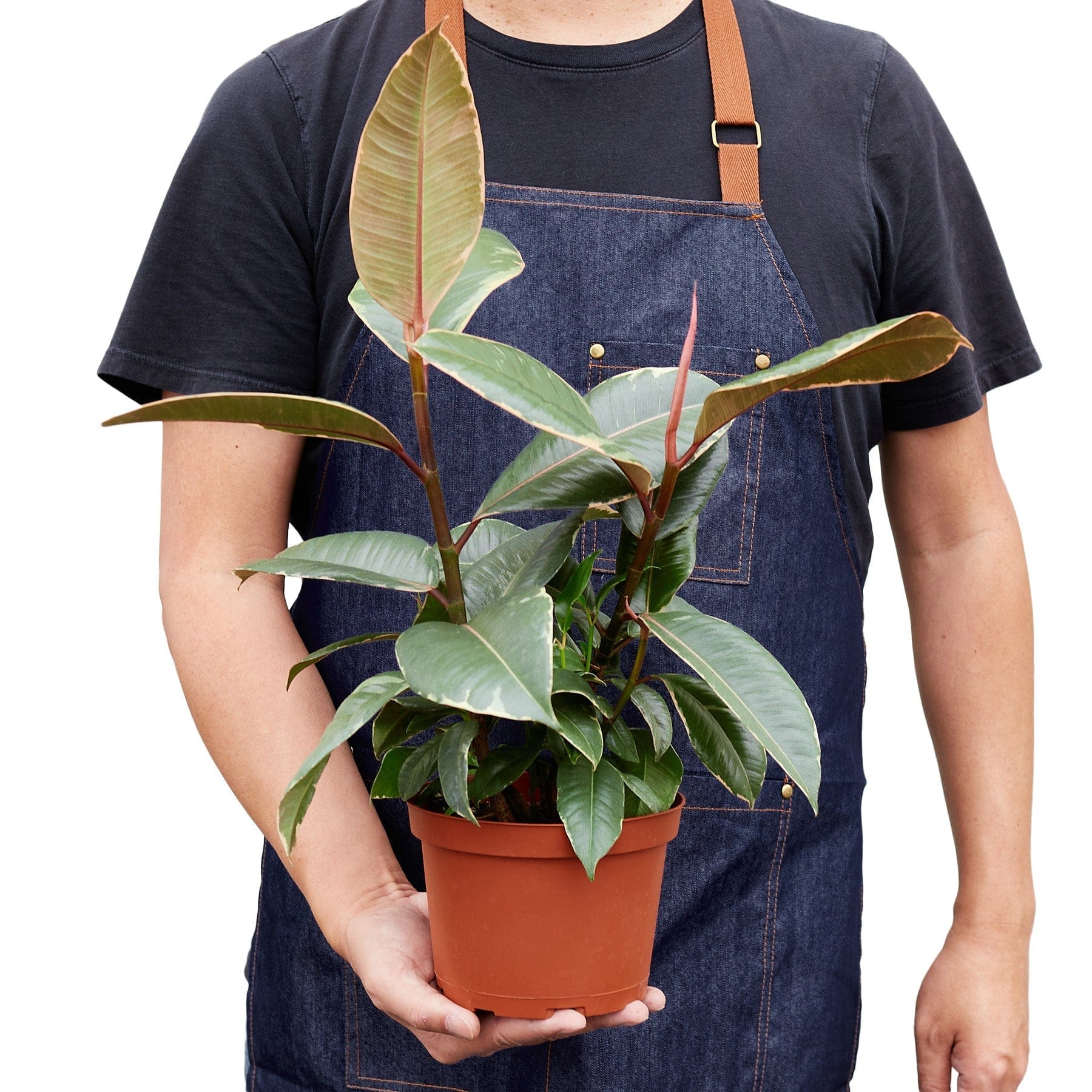 1-Ficus-Tineke-6-HOLD_4ce2bc5f-481f-4cf9-baf7-12475c8d2f24.jpg A man in an apron showcasing a potted plant from one of the top plant nurseries near me.