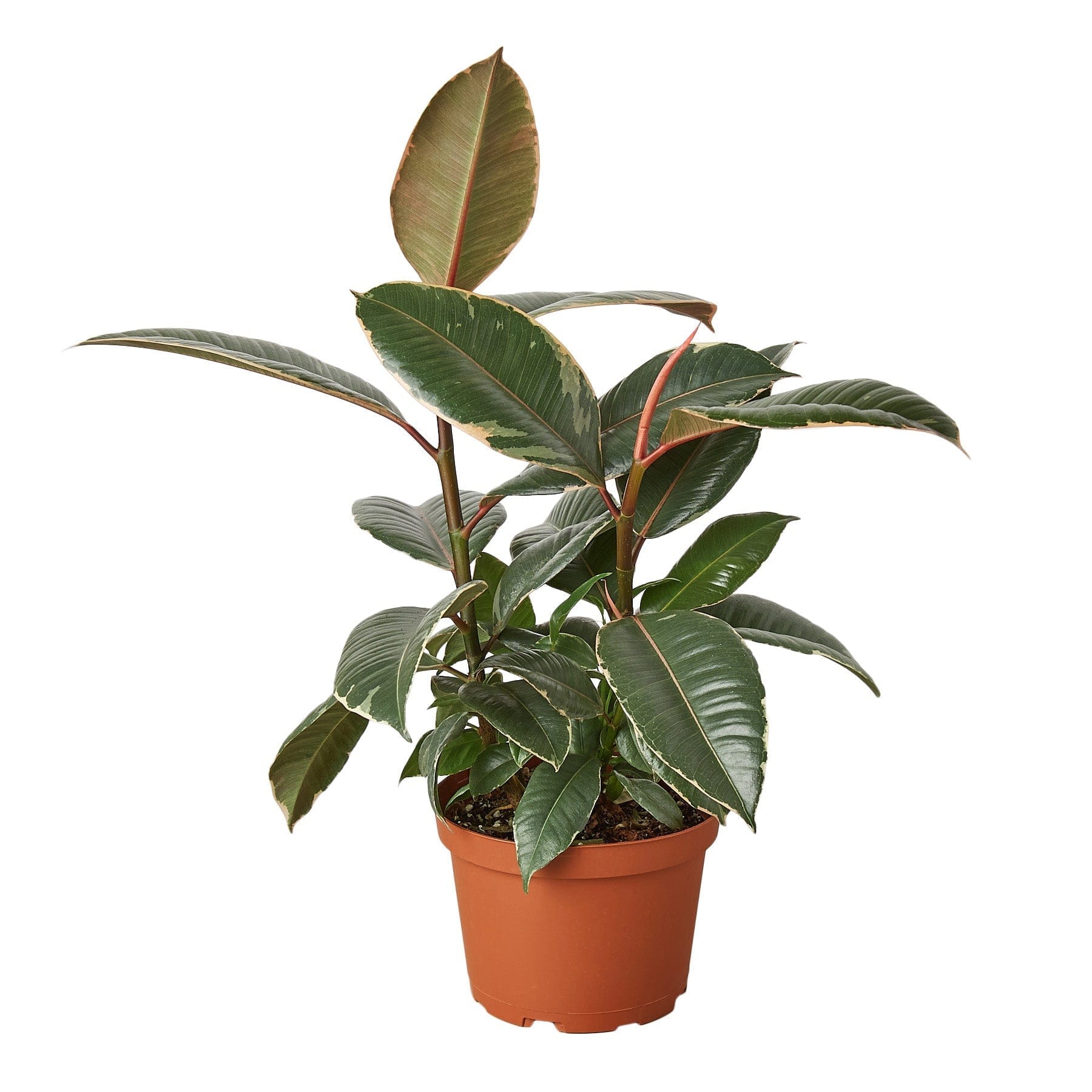 1-Ficus-Tineke-6_a5f5652d-cefe-47e1-8a9a-196f853f77d3.jpg A plant in a pot on a white background, available at one of the top plant nurseries near me.