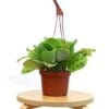 A potted plant on a wooden stand available at the top plant nurseries near me.