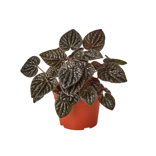 A plant in an orange pot from a nursery near me.