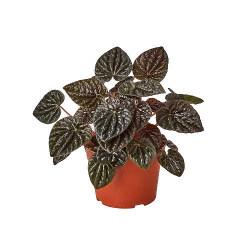 A plant in an orange pot from a nursery near me.