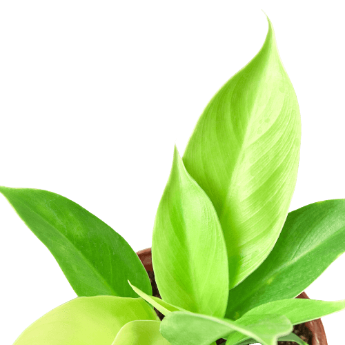 A green plant in a pot on a black background, available at the best garden center near me.