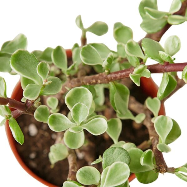 A small plant in a pot on a white background at a garden center near me.