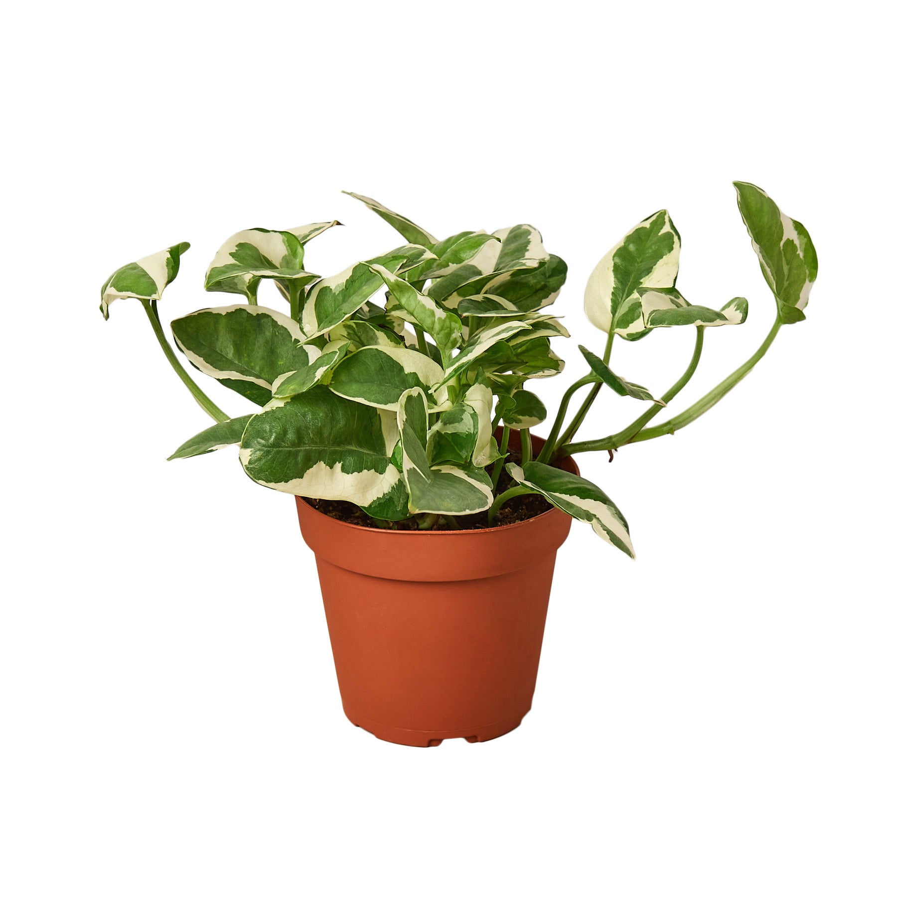 A potted plant on a white background at a nursery.