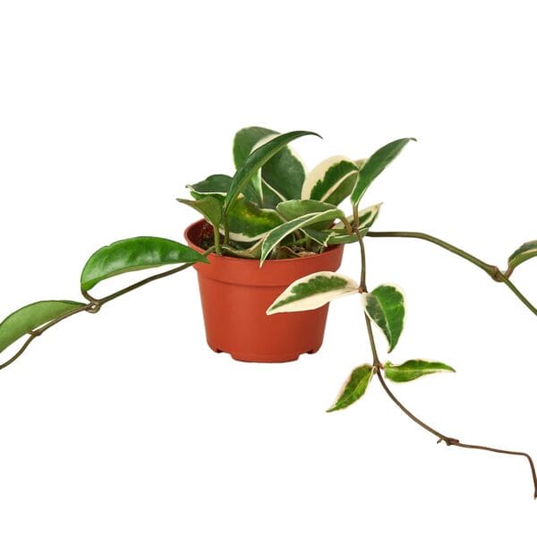 A plant in a pot on a white background at one of the best garden centers near me.
