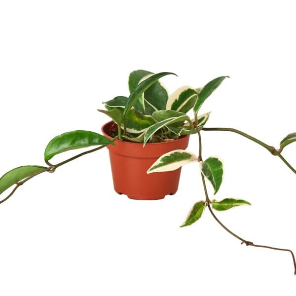 A plant in a pot on a white background at the best garden nursery near me.
