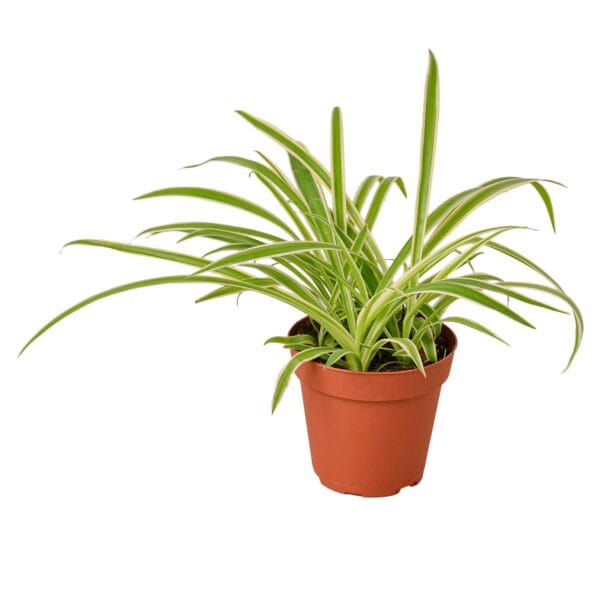 A plant in a pot.