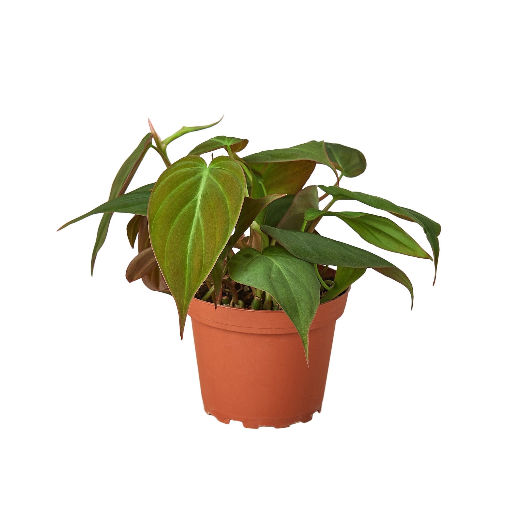 A plant in a pot on a white background at the best nursery near me.