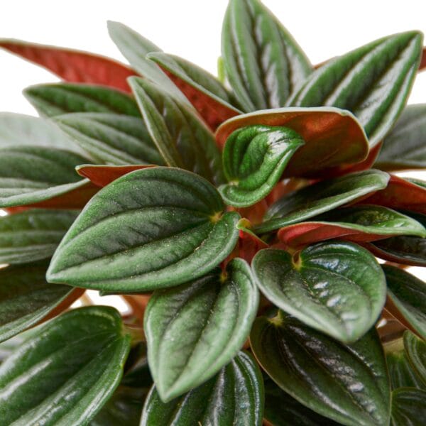 A close up of a plant with red and green leaves at a garden center near me.