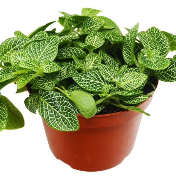A potted plant with green leaves on a white background, available at the best plant nursery near me.