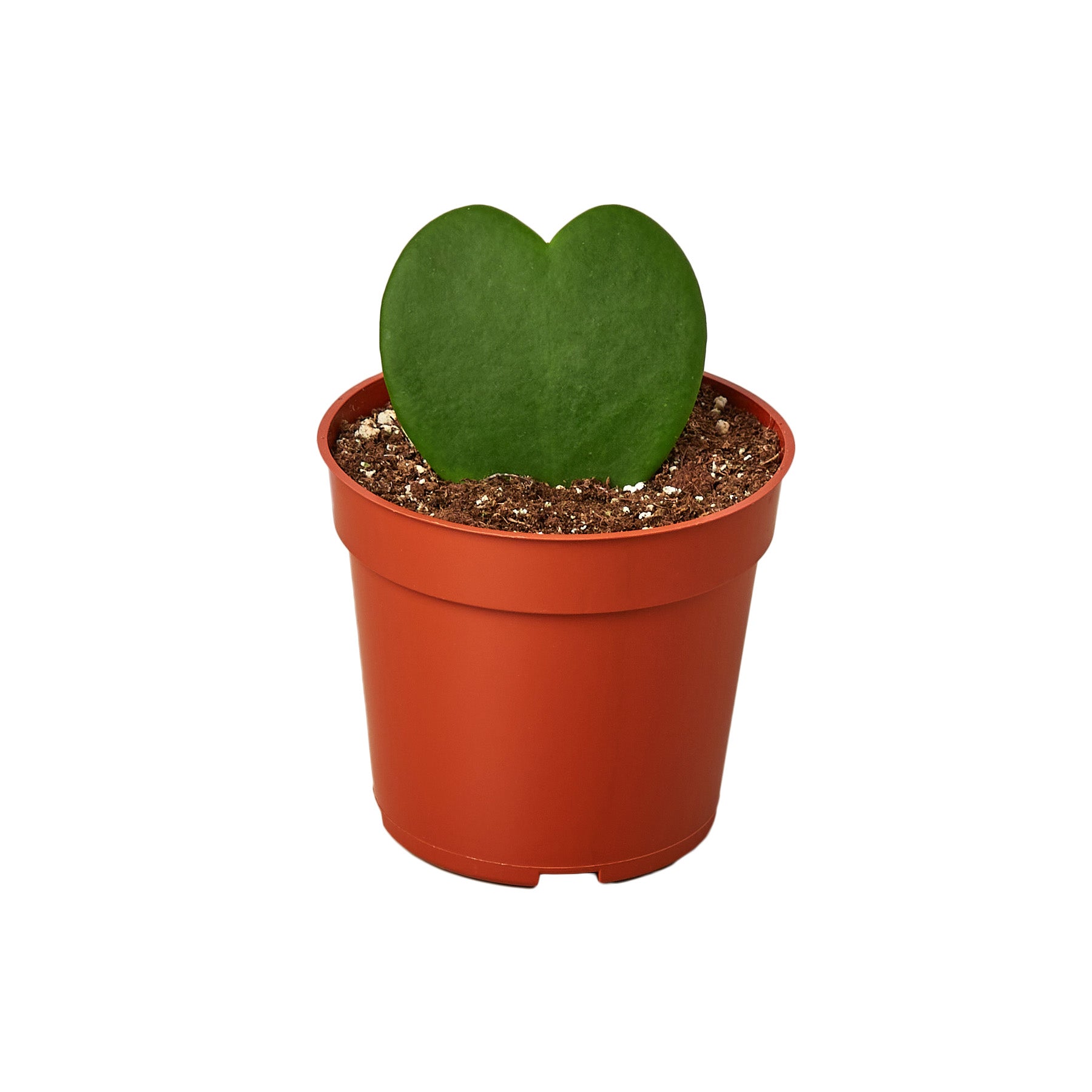 In search of the best garden nursery near me, you'll find a unique heart-shaped cactus plant displayed elegantly in a vibrant red pot.