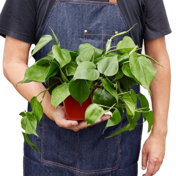 A man holding a potted plant in a plant nursery.