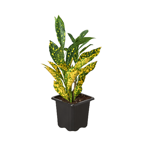 A vibrant yellow and green plant in a sleek black pot, available at the best garden center near me.