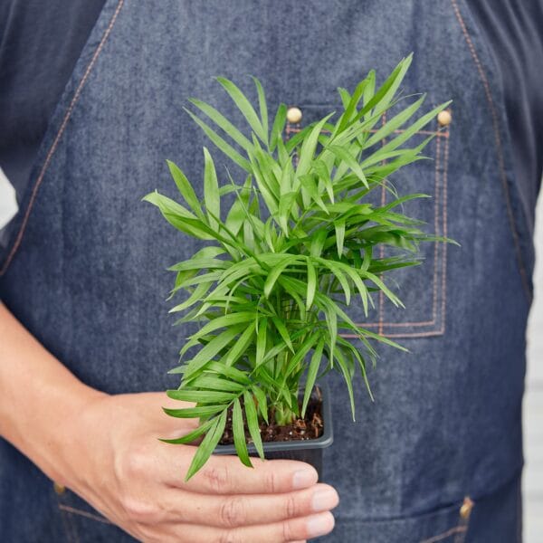 A man in an apron at the best nursery near me holding a plant in a pot.