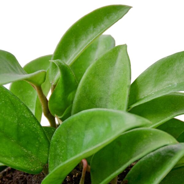 A green plant in a pot on a white background at one of the top plant nurseries near me.