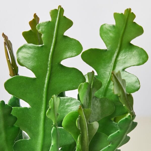 A lush green plant in a vase on a table at one of the top plant nurseries near me.