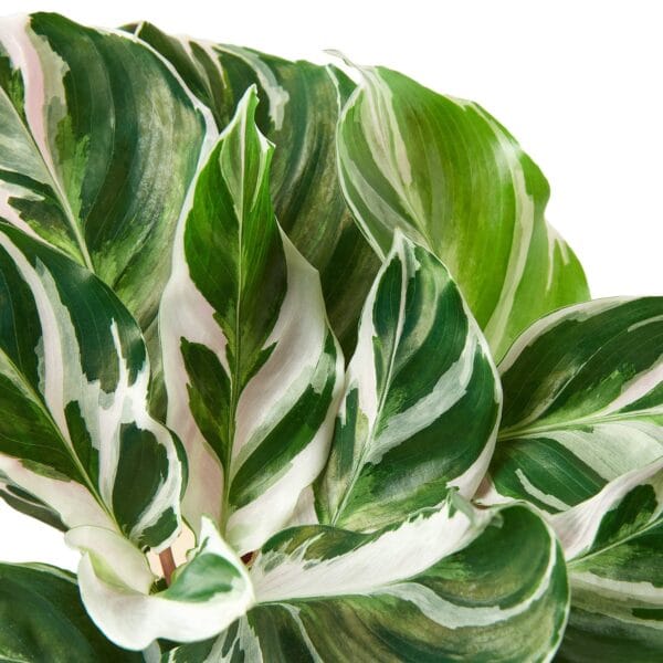 A plant with white and green leaves on a white background, available at top plant nurseries near me.