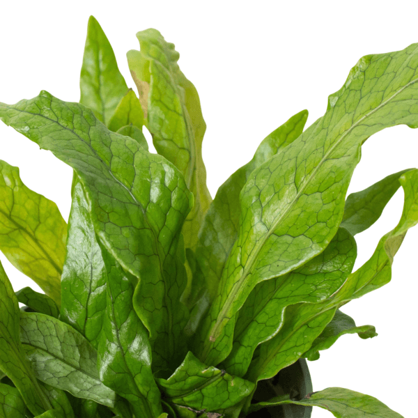A green plant in a pot on a white background available at the best garden center near me.