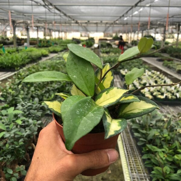 A person holding a plant in one of the best garden centers near me.