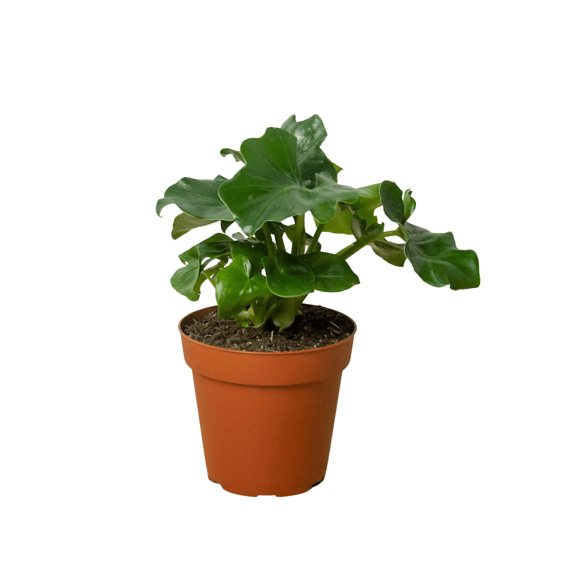 Keywords: plant nursery near me, best nursery near meA small plant from a nearby plant nursery in a brown pot on a white background.