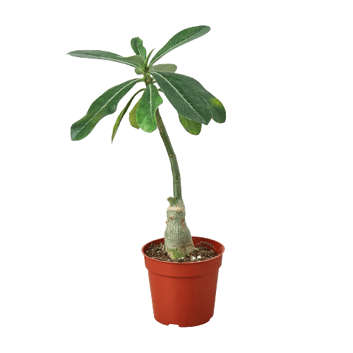 A small plant in a pot featured on a black background.