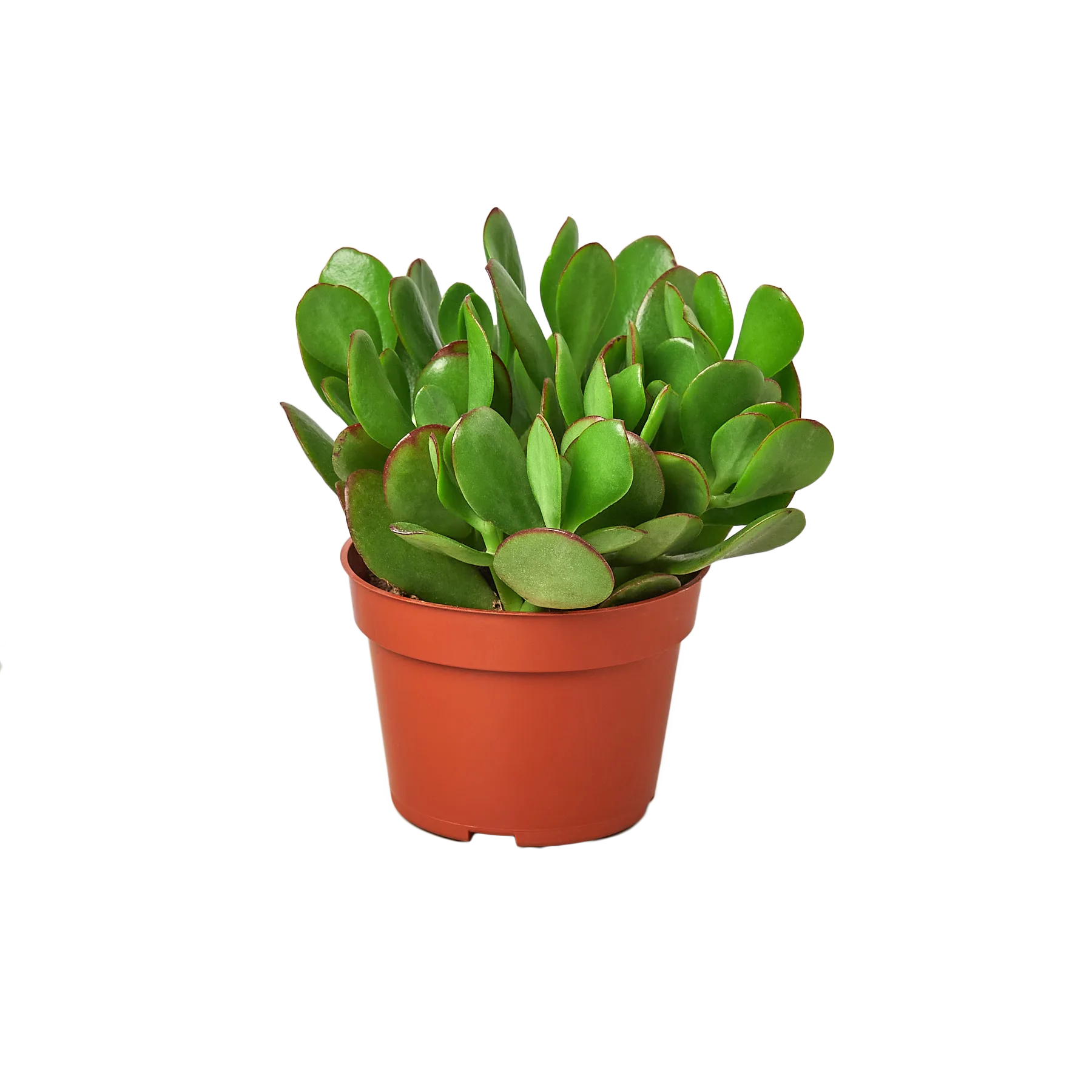 A small plant on a table.