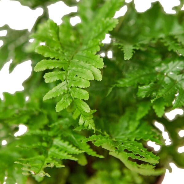 Fern plant in a pot on a white background available at a nearby plant nursery.